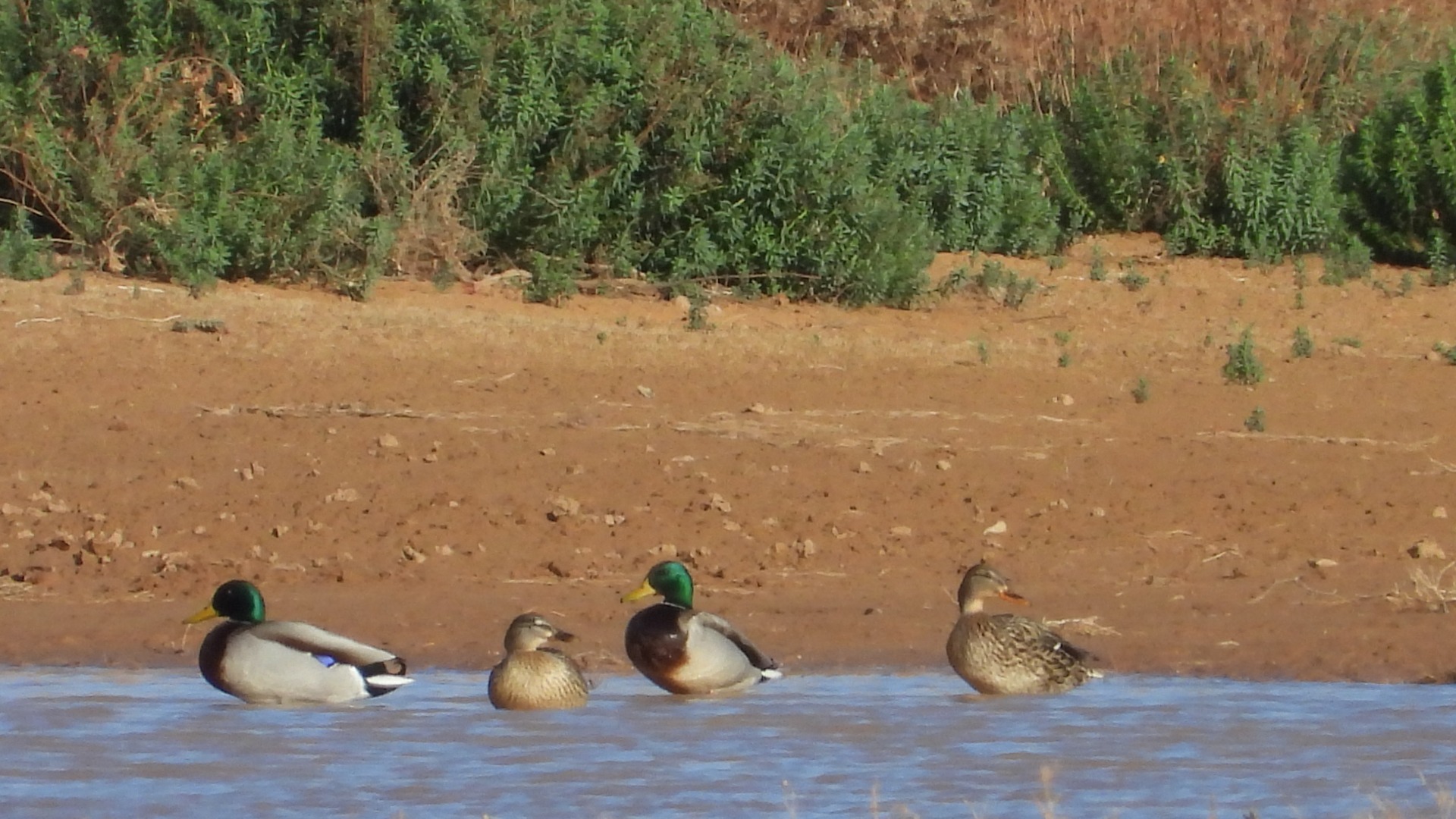 Dénombrement hivernal des oiseaux d’eau – Zones humides de l’Atlas saharien